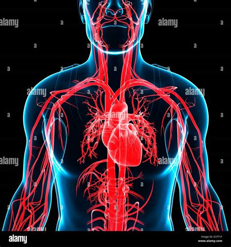 Human Heart And Arteries Illustration Stock Photo Alamy