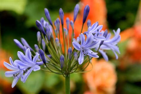 Agapanthus Africanus African Lily