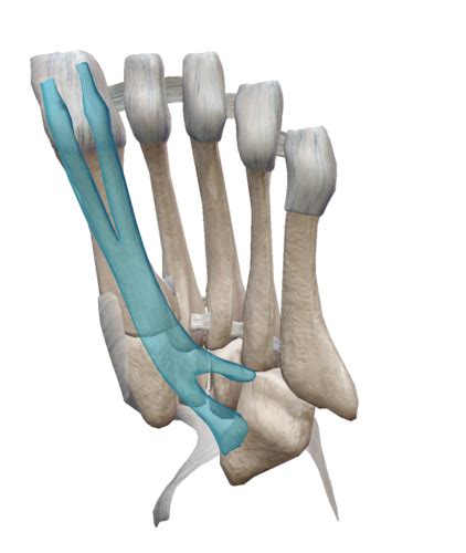10 Intrinsic Plantar Muscles 3rd And 4th Layers Of The Foot Flashcards