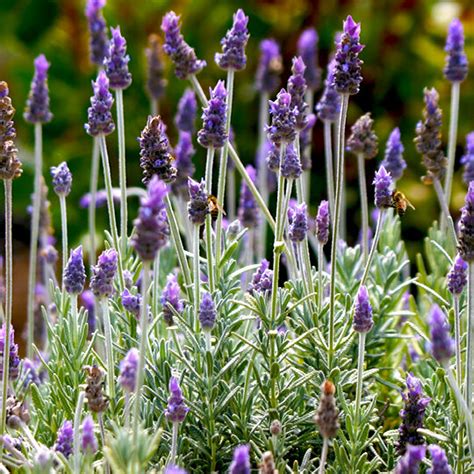 Cuidados Para La Lavanda C Mo Plantarla Y Admirar Sus Hermosas Flores