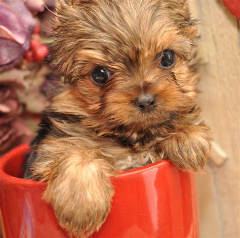 T Cup Yorkie Female Pup For Sale