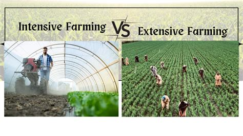 Agriculture's Crossroads: Intensive Farming and Extensive Farming