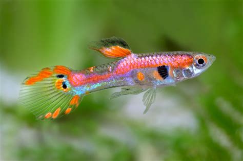 Endler Guppy Pink Poecilia Wingei Guppys Lebendgebärende