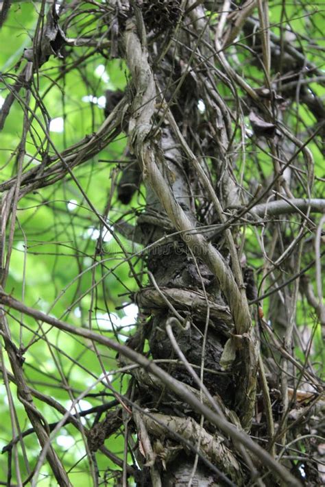 Nature Tree Limbs Entangled Stock Image Image Of Field Limbs