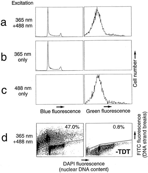 Combined Analysis Of Dna Ploidy Proliferation And Apoptosis In