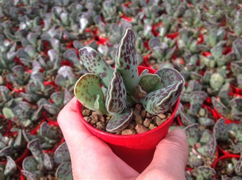 Adromischus Cooperi Giromagi Cactus And Succulents