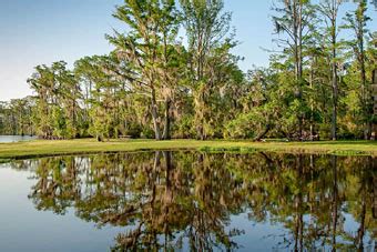 Louisiana Bayou