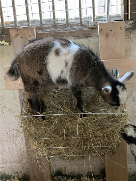 Rugged Ranch Sheep And Goat Basket Feeder At Tractor Supply Co