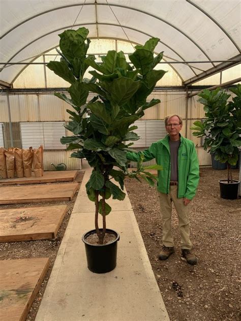 17 Ficus Lyrata Multi Std 8 Tri State Foliage In House Availability