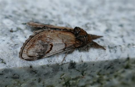 August Moths – Butterfly Conservation Ireland