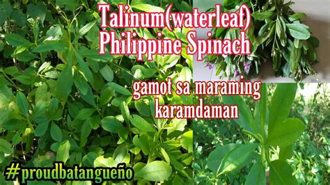 What Are The Health Benefits And Uses Of Talinum Waterleaf Philippine