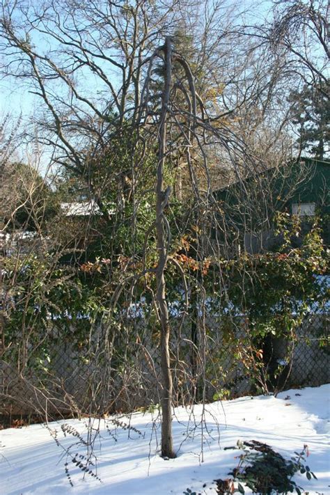 Eastern Redbud Tree In Winter