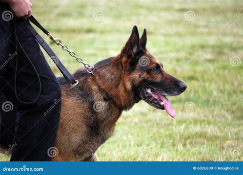 Guard Dog Ready For Action Stock Image Image Of Bred 6026839