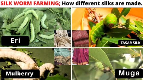 Silk Worm Farming How Different Silks Are Made Sericulture A