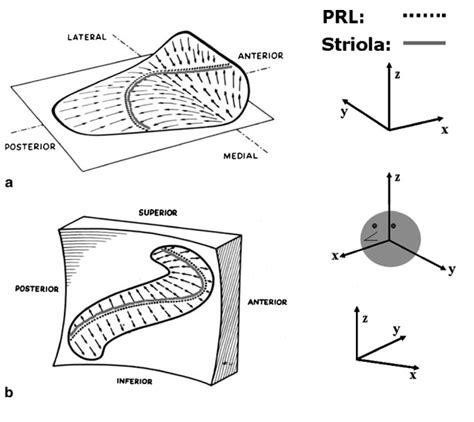 Otoliths Ear