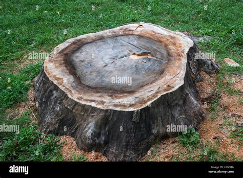 Tree Stump Stock Photo Alamy