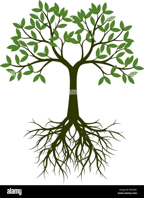 Green Tree With Root Vector Illustration Stock Vector Image Art Alamy