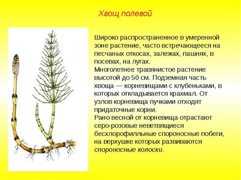 Папоротникообразные