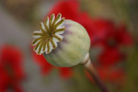 Free Dry Poppy Seeds Poppy Images Pixabay