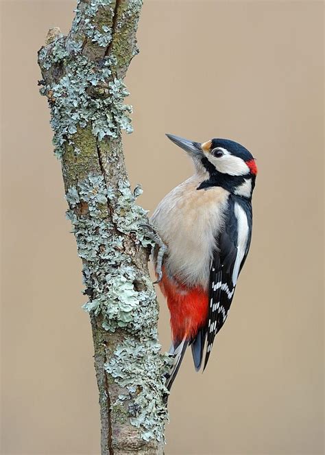 All About The Lesser Spotted Woodpecker Gardenbird Artofit