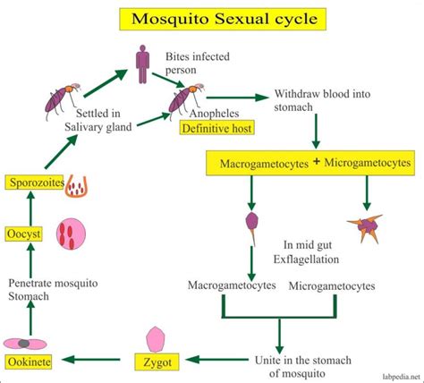 Malarial Parasite Part 1 Malaria Parasite Plasmodium Life Cycle And Diagnosis