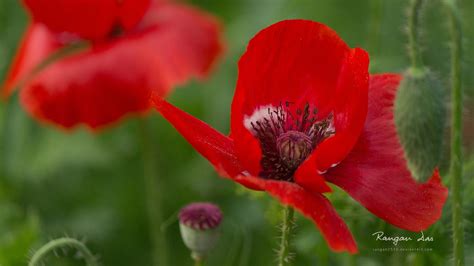 Sfondi Rosso Fiori Rossi Papaveri Fiore Flora Petalo Fiore Di