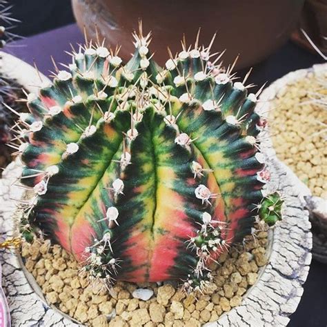 Colourful Cactus Gymnocalycium Mihanovichii Variegata Cacti And