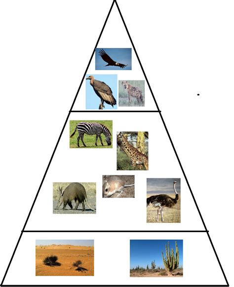 Ecosystems Ecology Diagram Quizlet