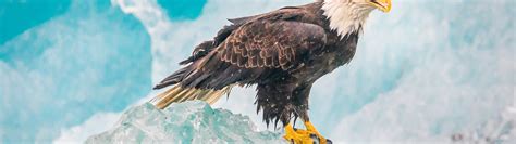 Eagle Wallpaper 4k Iceberg Birds Of Prey Raptors