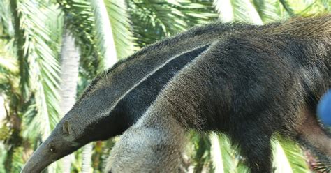 Amazing Facts About Giant Anteaters