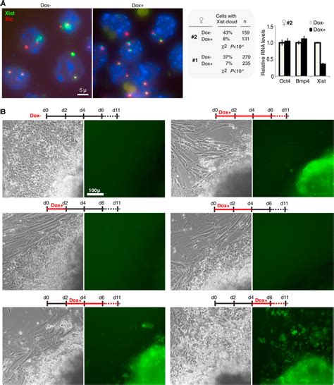 Ctcf Overexpression Inhibits Xist Induction In A Temporally Sensitive