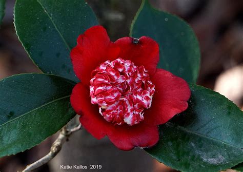 Portrait Of A Camellia Japonica Shikibu From Flickr