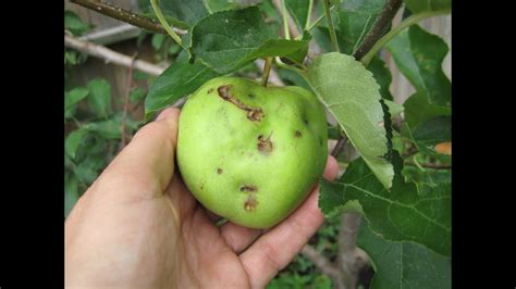 Why You Need To Learn About Fruit Tree Pest And Disease Problems Before Your Trees Get Sick