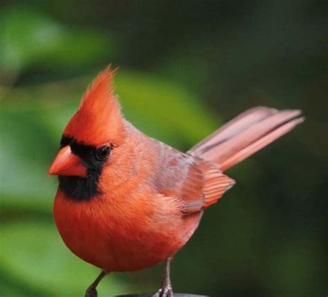 Male Cardinal - NatureCoaster.com