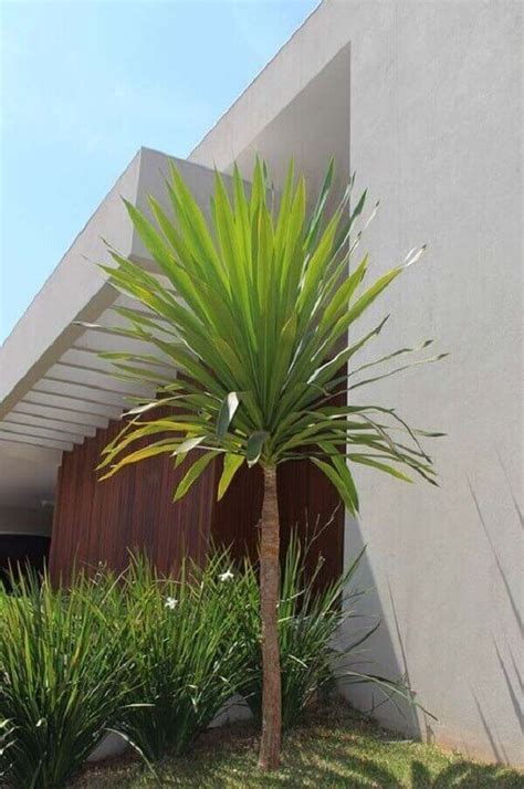 Dracena Arb Rea Dracaena Arborea Plantas Jardim Plantas Para