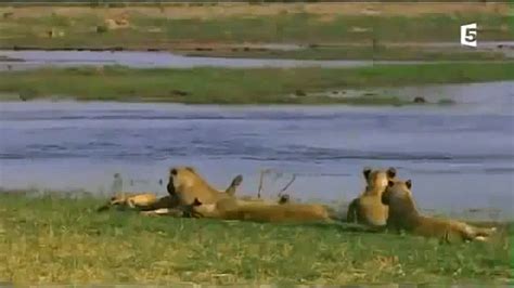 Les Pr Dateurs De La Savane Une Lutte Pour La Survie Documentaire