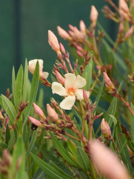 Oleander Gelb Xl Angiolo Pucci Oleander Geh Lze Gartenpflanzen