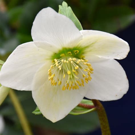 Christmas Rose - Buchanan's Native Plants