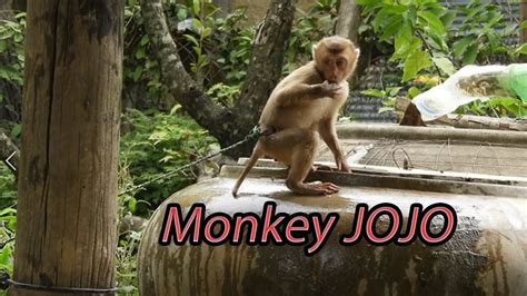 Monkey Jojo Playing Water Want To Swing Youtube