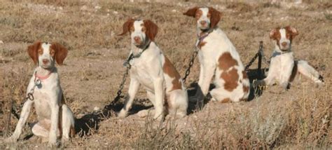 Brittany Spaniel Dog Breed Information And Images K9 Research