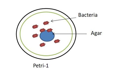 Difference Between Positive and Negative Control » Pharmaguddu