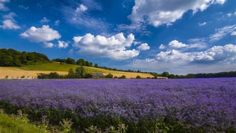 purple flax field  hampshire stock photo image  background