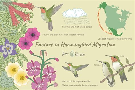 When Is Hummingbird Migration?