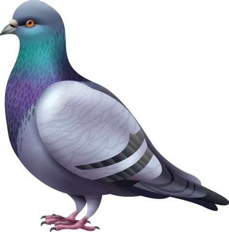 Pigeon Vector Images Over 34000