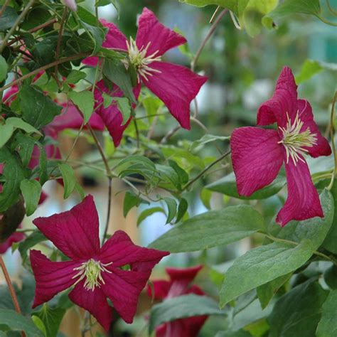 Clematis Viticella Madame Julia Correvon Harrod Horticultural