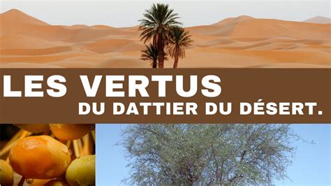 Les Vertus Du Dattier Du Desert Sump Leen Vertus Du Dattier Du