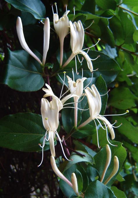 Lonicera Japonica Wikipedia