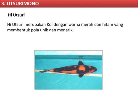 Pkwu Budidaya Ikan Hias Ikan Koi Ppt