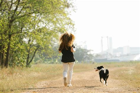 Border Collie Care and Training | Nahf