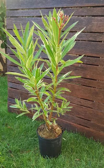 Laurier Rose Nerium Oleander Rose Triple Variegata Eur